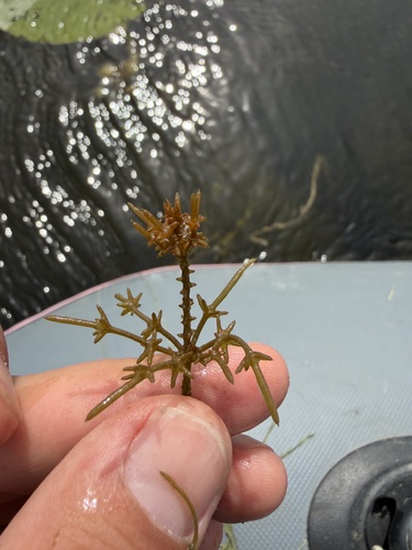 coral stonewort