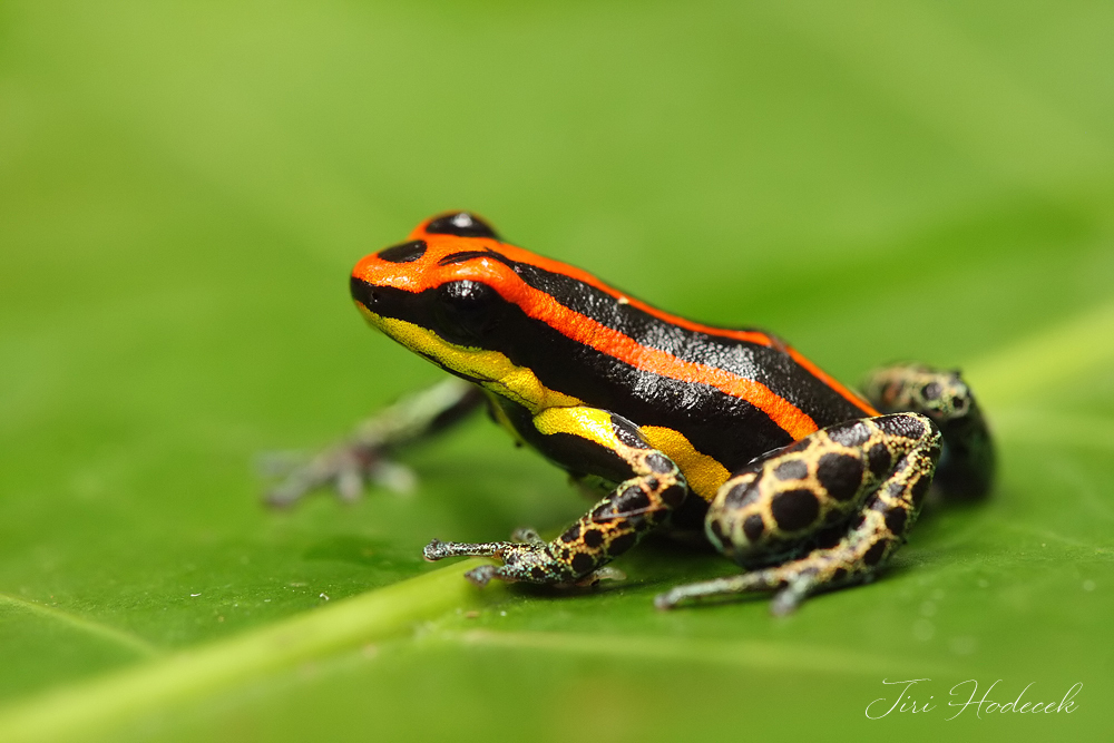 Red Uakari Poison Frog