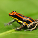 Uakari Poison Frog - Photo (c) Jiri Hodecek, some rights reserved (CC BY-NC), uploaded by Jiri Hodecek