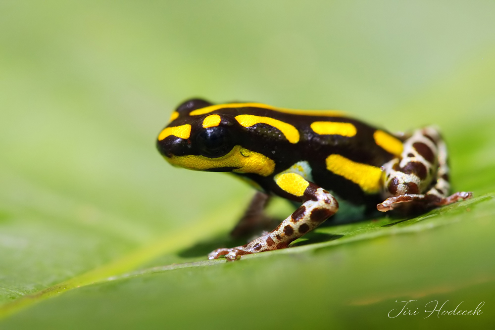 Tahuayo Poison Frog