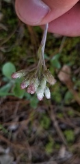 Antennaria parlinii fallax