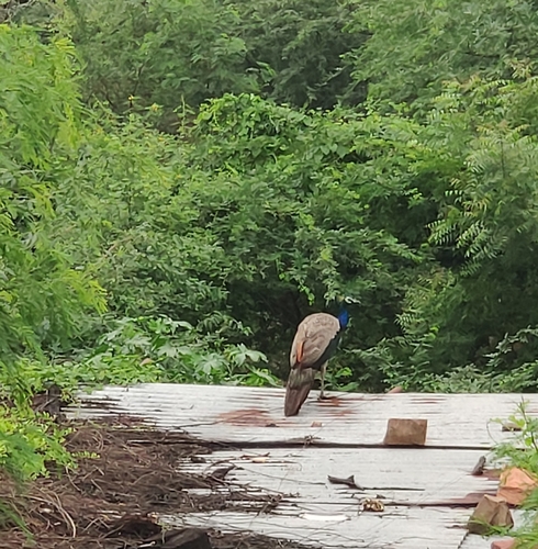 Indian Peafowl