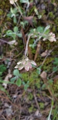 Antennaria parlinii fallax