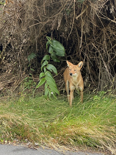 Coyote
