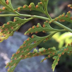 Davallia solida pyxidata