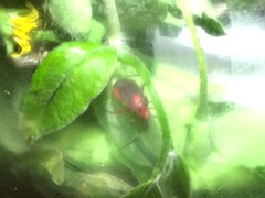 Taedia