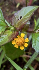 Acmella ciliata
