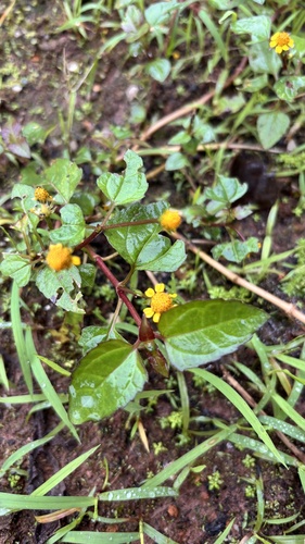Acmella ciliata, photograph 2