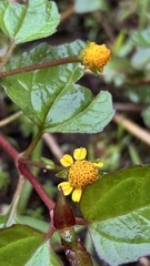 Acmella ciliata, photograph (c) Nicollas Michels, some rights reserved (CC BY-SA)