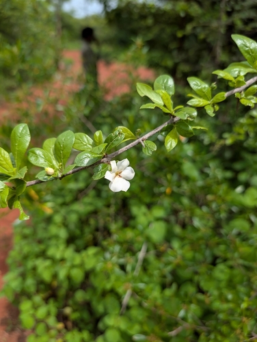 Catunaregam spinosa, photograph 6