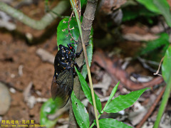 Cryptotympana holsti