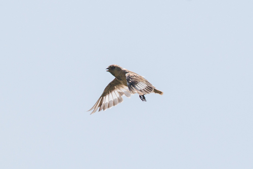 Pere David's Snowfinch (Pyrgilauda davidiana), photo 5