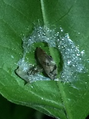 Lepyronia quadrangularis