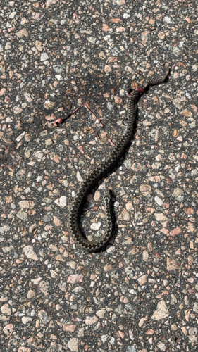 Adder
