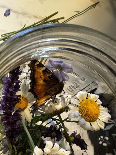 California Tortoiseshell