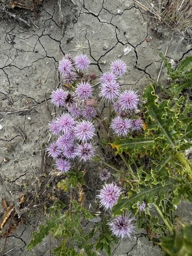 creeping thistle