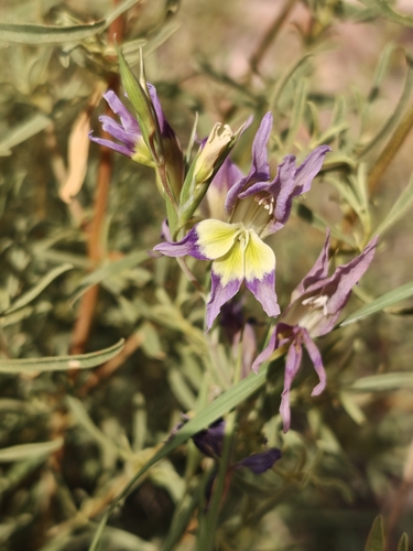 Gladiolus venustus, photograph 4