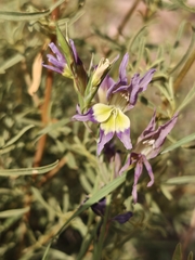 (c) Darren Obbard, some rights reserved (CC BY) Gladiolus venustus, photograph (c) Darren Obbard, some rights reserved (CC BY)
