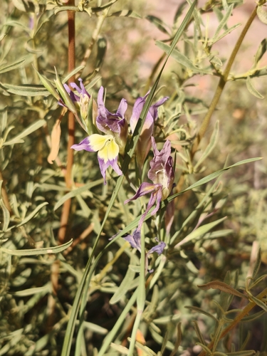 Gladiolus venustus, photograph 5