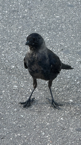 Eurasian Jackdaw