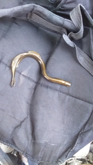 Lethenteron kessleri