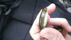 Siberian Lamprey photo 4