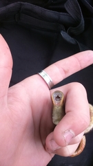 Lethenteron kessleri