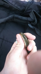 Lethenteron kessleri