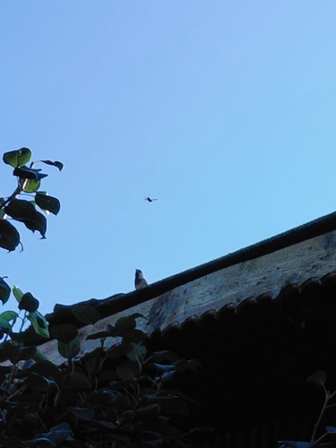 House Sparrow