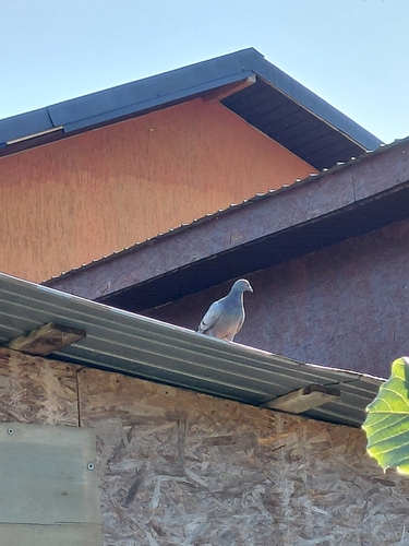 Feral Pigeon