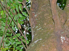 Lebeda nobilis