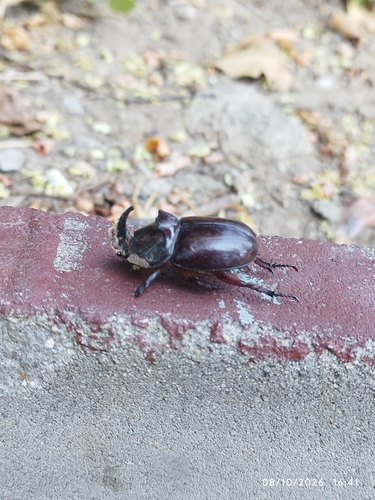 European Rhinoceros Beetle