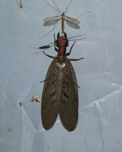 Neoneuromus orientalis
