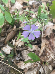 Phlox divaricata divaricata