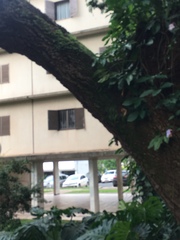 Scaptotrigona postica