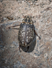 Polyphylla albertischulzi