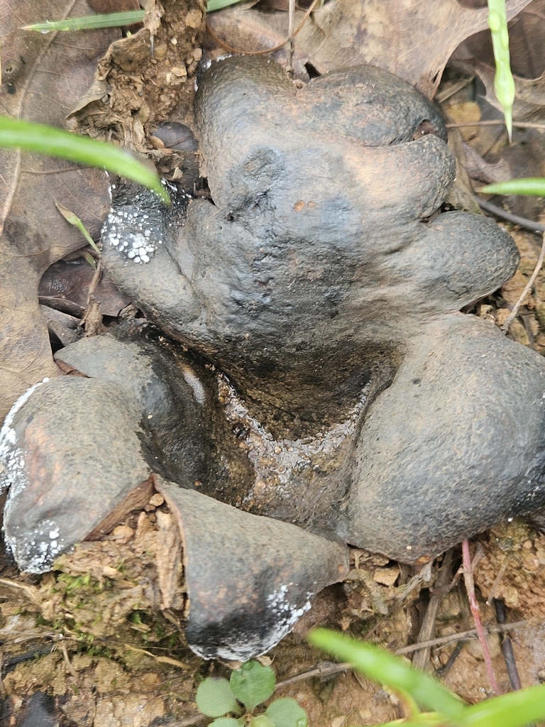Many-rooted Earthball · August 2026 · photo: Photo: (c) willingarden, some rights reserved (CC BY) · iNaturalist
