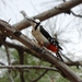 Gran Canaria Great Spotted Woodpecker - Photo (c) hchavez, some rights reserved (CC BY-NC), uploaded by hchavez