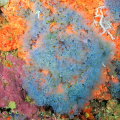 Clavelina moluccensis