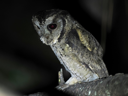 Collared Scops-Owl
