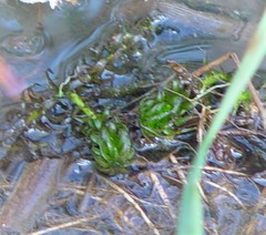 Lagarosiphon major