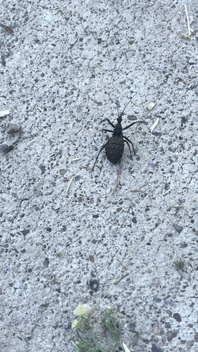 Coranus dilatatus