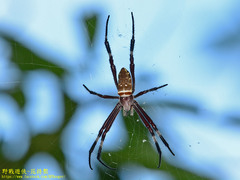 Argiope ocula