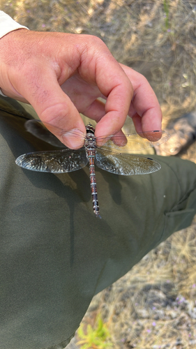 iNaturalist observation photo of Walker's Darner