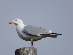 Larus argentatus