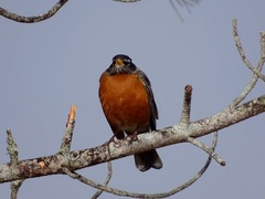 Turdus migratorius