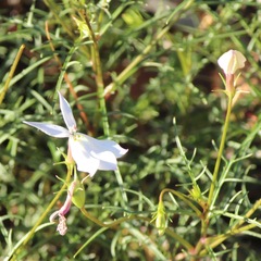 Lithotoma anethifolia