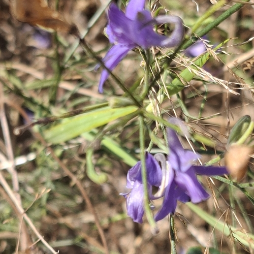 Forking Larkspur