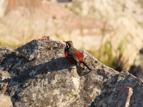 Cape Rockjumper (Chaetops frenatus), photo 5