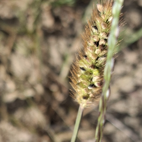 yellow foxtail
